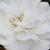 Różowy  - Róże rabatowe floribunda - Sümeg
